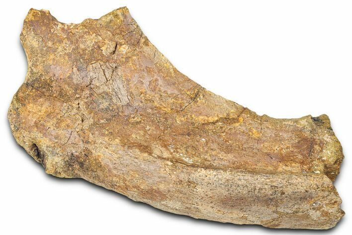 Hadrosaur (Edmontosaurus) Rib Section - Wyoming #381180